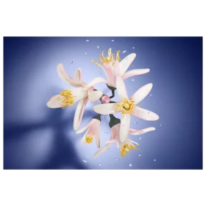 La Vie Est Belle Lancôme Eau de Parfum – Perfume Feminino